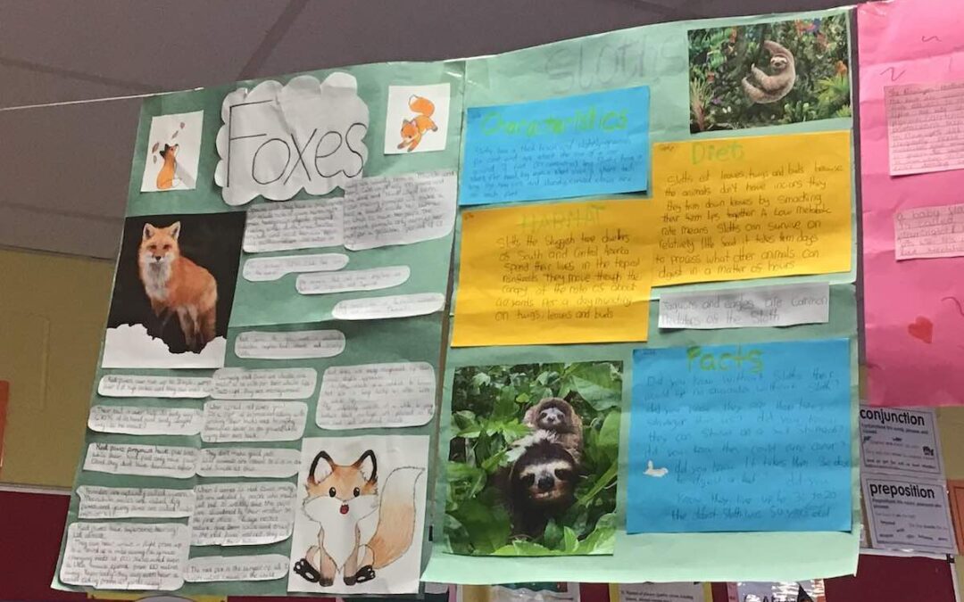 6th class made projects on their favourite wild animals